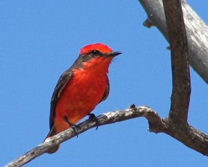 Vermillion Flycatcher