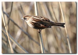 reed bunting