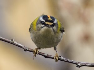 Firecrest