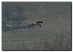 osprey