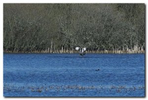 osprey