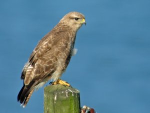 buzzard at 118 paces