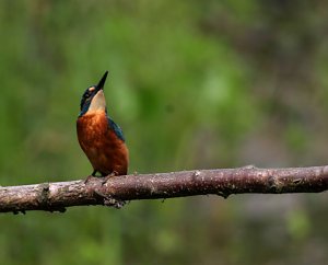 Kingfisher