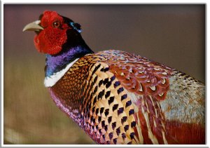 Pheasant  Portrait