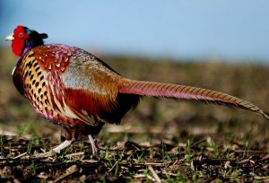 Pheasant  with complete tail.