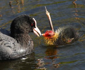 Coot and Baby
