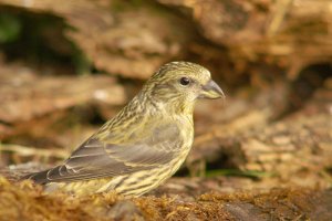 Femail Crossbill