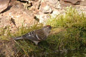 Redpoll