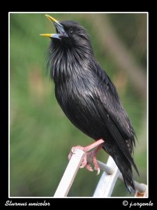 the roof's tenor