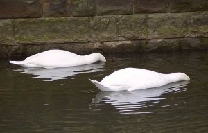 Synchronised Swans