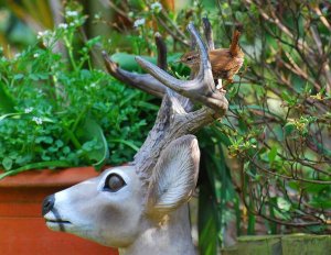 Wren on Deers head