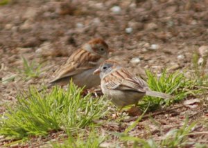 Field Sparrow pair