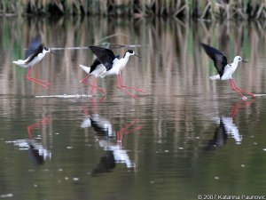 Black-winged Stilt