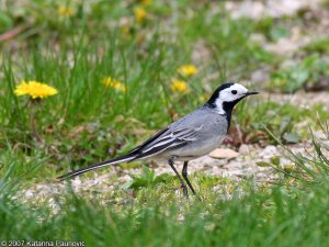 White Wagtail