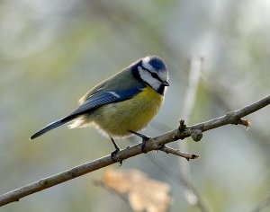 Blue Tit