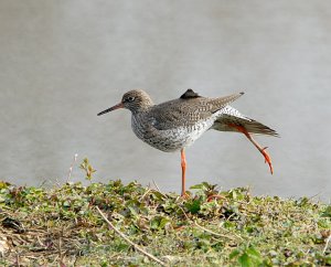 Redshank