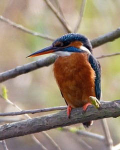 Kingfisher