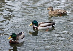 All your Ducks in a row