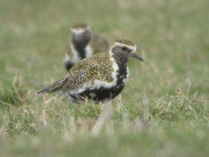 Northern Golden Plover 2