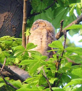 Tawny Owl Chick