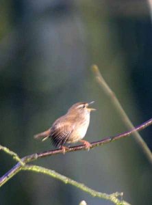 Singing Wren