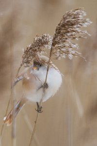 Bearded Tit - female