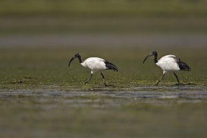 Sacred Ibis