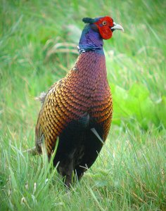 Pheasant