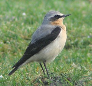 Wheatear