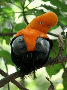 Peru's National Bird