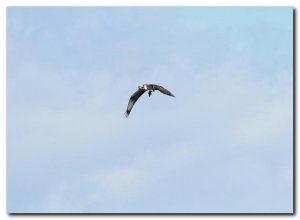 uk osprey