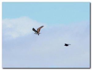 uk osprey