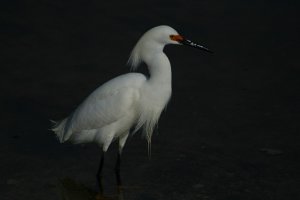 Snowy Egret