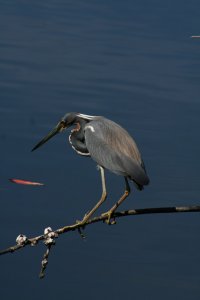 Tri-colored Heron