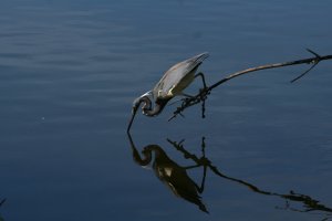 Tri=Colored Heron