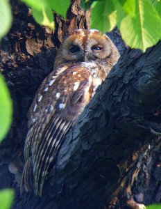 Tawny Owl