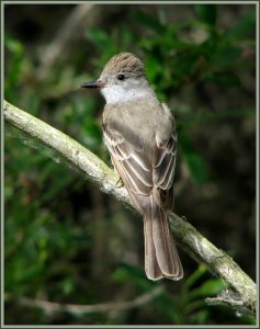 Ash-Throated Flycatcher