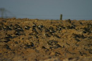 Golden Plover 17.04.07