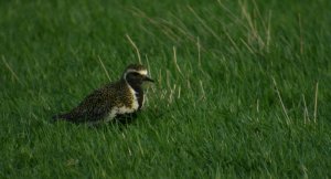 Single Golden Plover