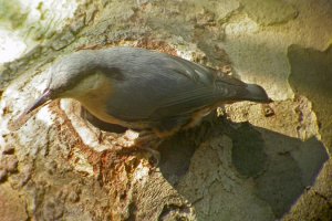 Nuthatch watching