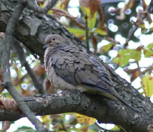 mourning dove