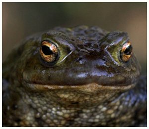 Male Common Toad UK