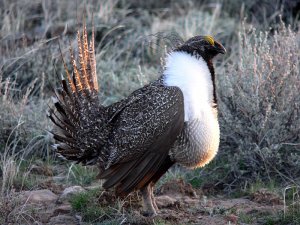 Sage Grouse