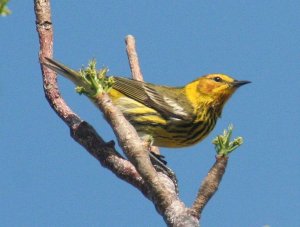 Cape May Warbler male