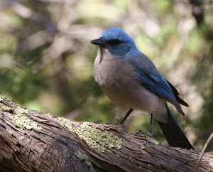 Mexican Jay