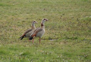 Egyptain Goose