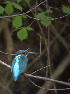 first digiscoping results - Kingfisher