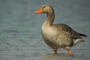 first digiscoping trials - grey goose