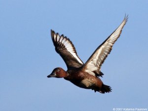 Ferruginous duck