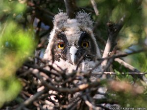 Long-eared owl juv.